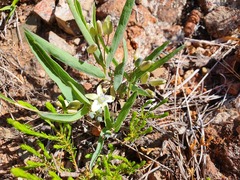 Basananthe sandersonii