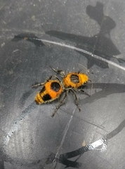 Dasymutilla cressoni