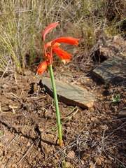 Cyrtanthus bicolor