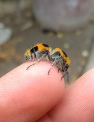 Dasymutilla cressoni