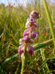 Disperis stenoplectron