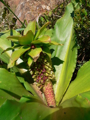 Eucomis montana