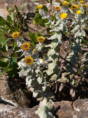 Helichrysum lesliei