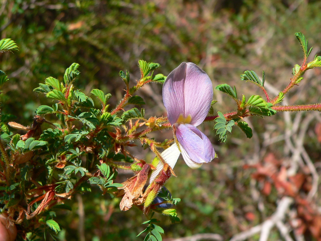 Kotschya parvifolia