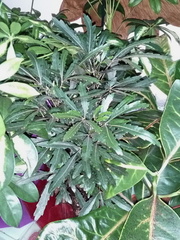 Plerandra elegantissima
