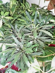 Plerandra elegantissima