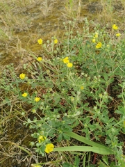 Potentilla argentea