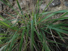 Anthosachne kingiana multiflora
