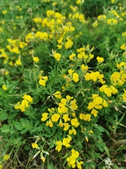 Lotus corniculatus