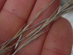 Anthosachne kingiana multiflora