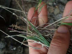 Anthosachne kingiana multiflora