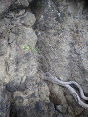 Anthosachne kingiana multiflora