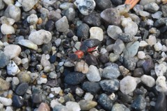 Endeodes collaris