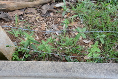 Asclepias nivea