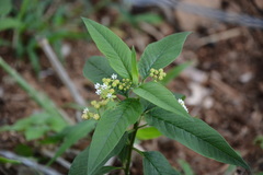 Asclepias nivea