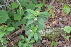 Asclepias nivea