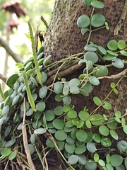 Peperomia cyclophylla