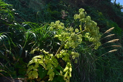 Angelica hirsutiflora