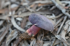 Russula lenkunya