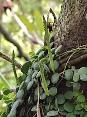Peperomia cyclophylla