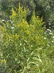 Solidago lepida salebrosa