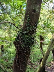 Peperomia cyclophylla