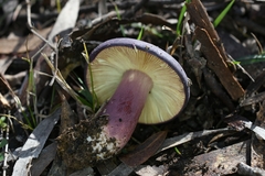 Russula lenkunya