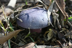 Russula lenkunya