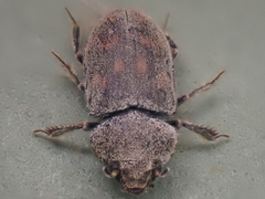 Heterocerus parrotus