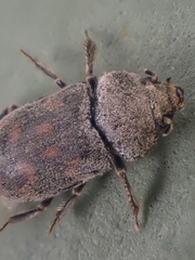 Heterocerus parrotus