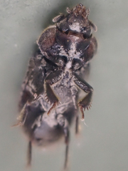 Heterocerus parrotus