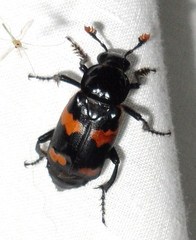 Nicrophorus sayi
