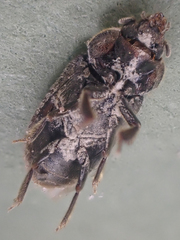 Heterocerus parrotus