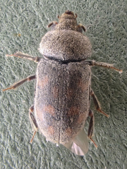 Heterocerus parrotus