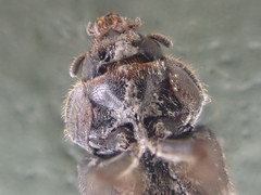 Heterocerus parrotus