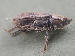 Heterocerus parrotus