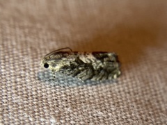 Cydia lacustrina