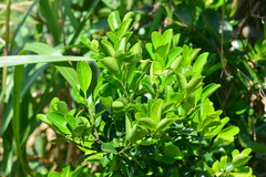 Ilex maximowicziana