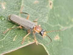 Cantharis lateralis