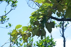 Vitis kelungensis