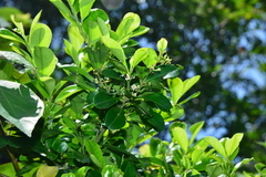 Ilex maximowicziana
