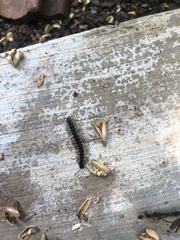 Asiomorpha coarctata