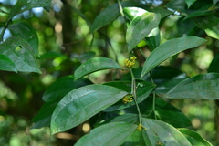 Cocculus laurifolius
