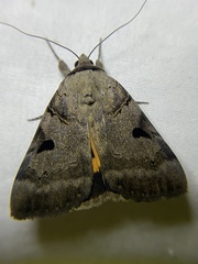 Catocala nuptialis