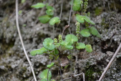 Hydrocotyle hirsuta