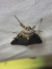 Catocala nuptialis