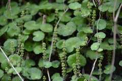 Hydrocotyle hirsuta