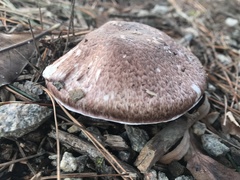 Agaricus austrovinaceus
