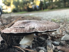 Agaricus austrovinaceus