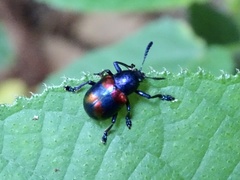 Platycorynus undatus